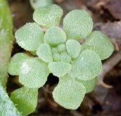 Sedum caespitosum