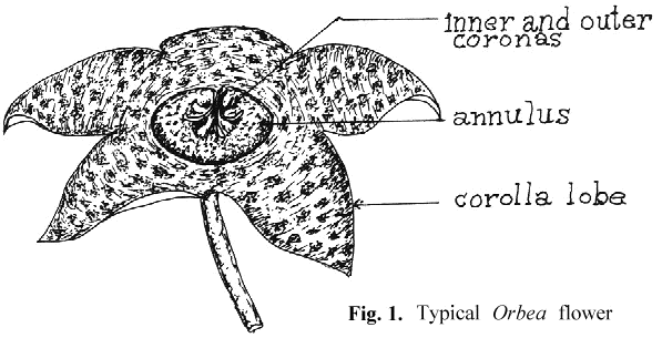 Typical Orbea flower