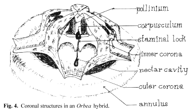 Coronal structures in an Orbea hybrid