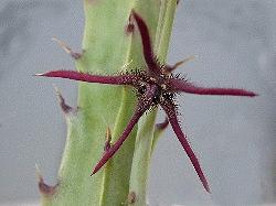 Caralluma arachnoidea