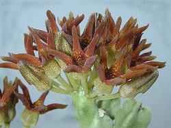 Caralluma awdeliana