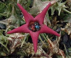 Caralluma deflersiana