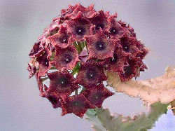 Caralluma diffusa