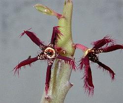 Caralluma fimbriata