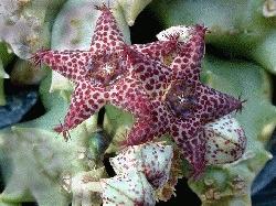 Caralluma foulcheri-delboscii