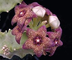 Caralluma hexagona x