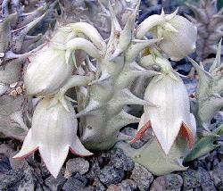 Caralluma huernioides