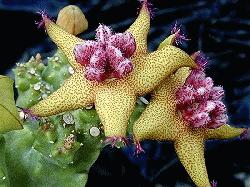 Caralluma lavrani