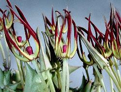 Caralluma luntii