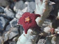 Caralluma miscella