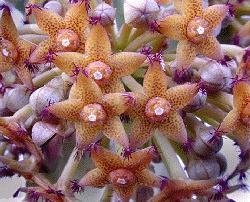 Caralluma penicillata