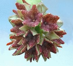 Caralluma procumbens