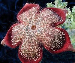 Edithcolea