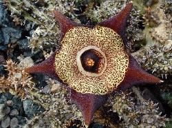 Edithcolea