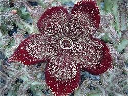 Edithcolea