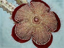 Edithcolea