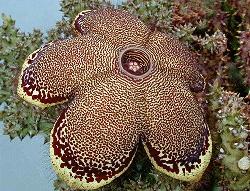 Edithcolea