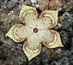 Edithcolea