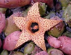 Huernia erinacea