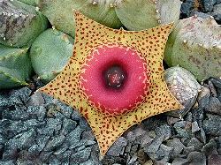 Huernia guttata