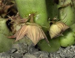 Huernia hadhramautica