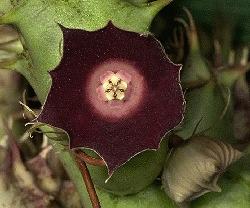 Huernia hadhramautica