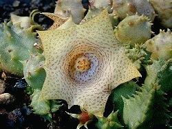 Huernia hallii