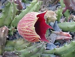 Huernia keniensis