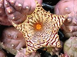 Huernia kennedyana