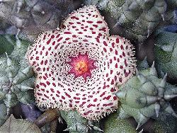 Huernia kennedyana x