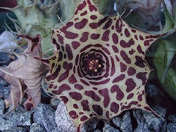 Huernia laevis