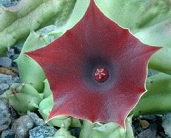 Huernia lenewtoni