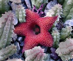 Huernia longi