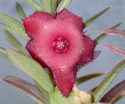 Huernia marnieriana X