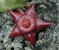 Huernia nouhuysii x