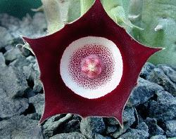 Huernia occulata