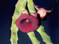 Huernia pendula