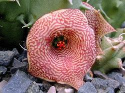 Huernia penzigii