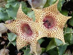 Huernia piersii