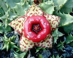 Huernia plowesii