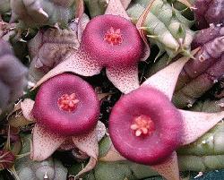 Huernia procumbens x