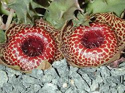 Huernia reticulata