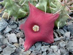 Huernia rubra