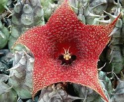 Huernia saudiarabica