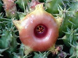 Huernia somalica