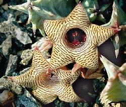 Huernia thuretii