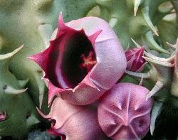 Huernia urceolata