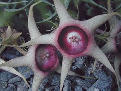 Huernia vereckeri