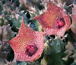 Huernia whitesloaneana