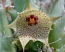 Huernia yemenensis